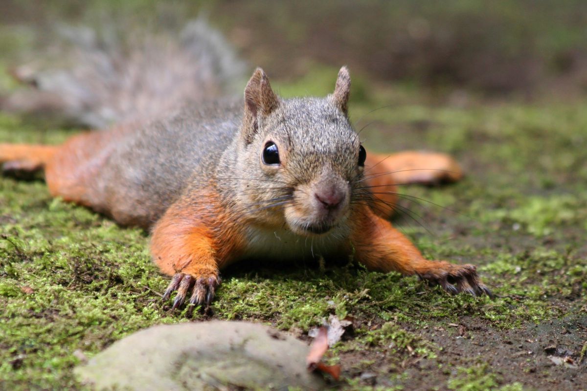テヘッ 動物 小動物 Ganref
