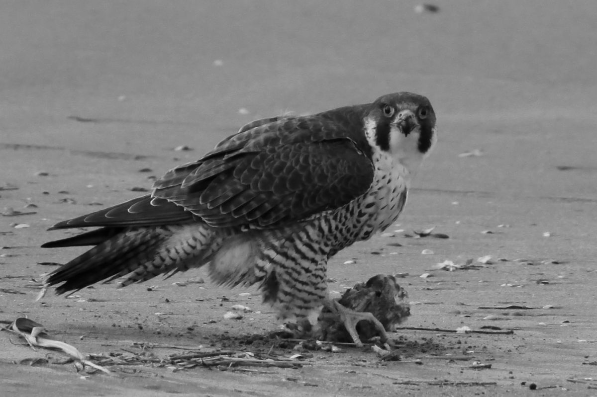 ハヤブサ 動物 鳥類 Ganref