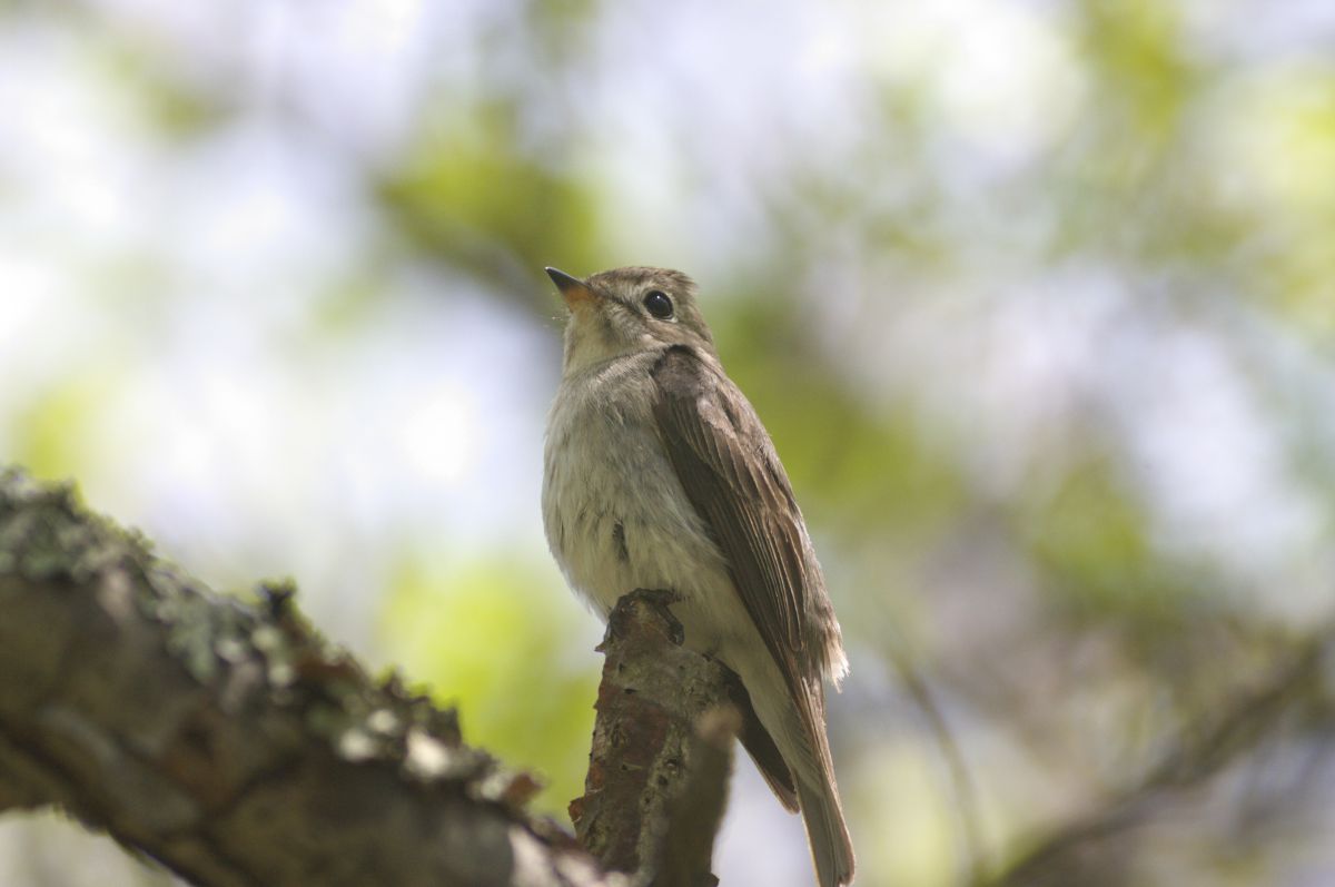 奥日光戦場ヶ原のコサメビタキ 動物 鳥類 Ganref