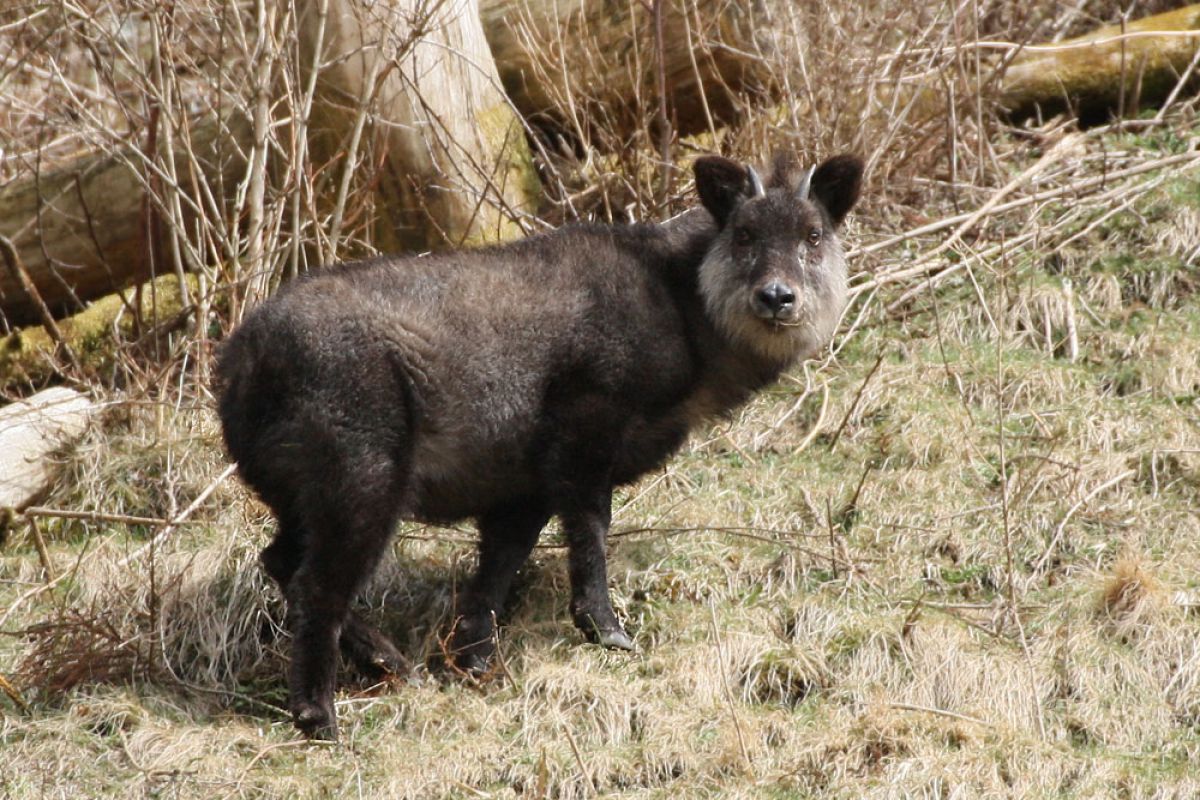 四国のカモシカ 動物 小動物 Ganref