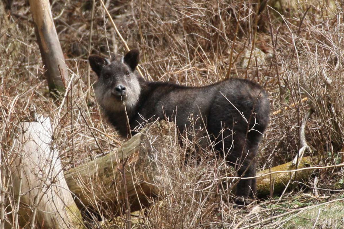 日本カモシカ 動物 小動物 Ganref