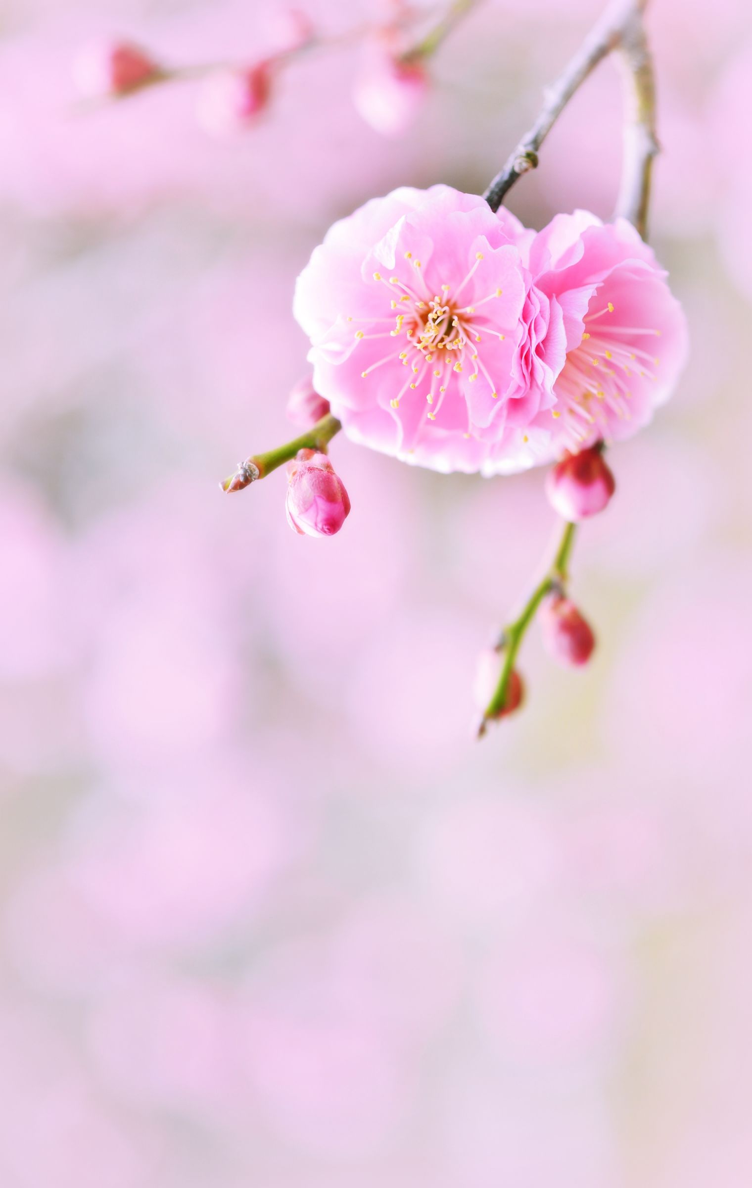 花香る春 | GANREF