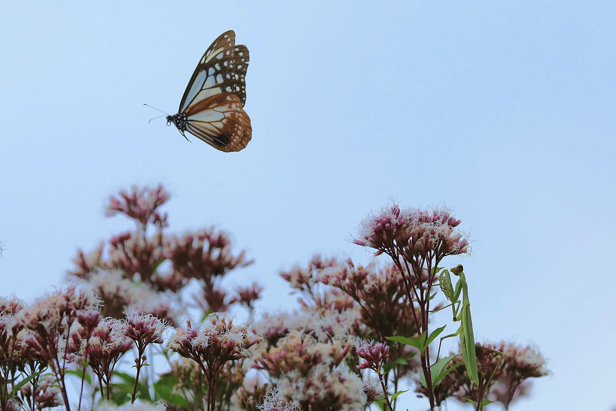 甘い誘惑 こっちへおいで 動物 虫 昆虫 Ganref