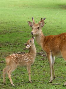 バンビー小鹿 子鹿のバンビ - YouTube