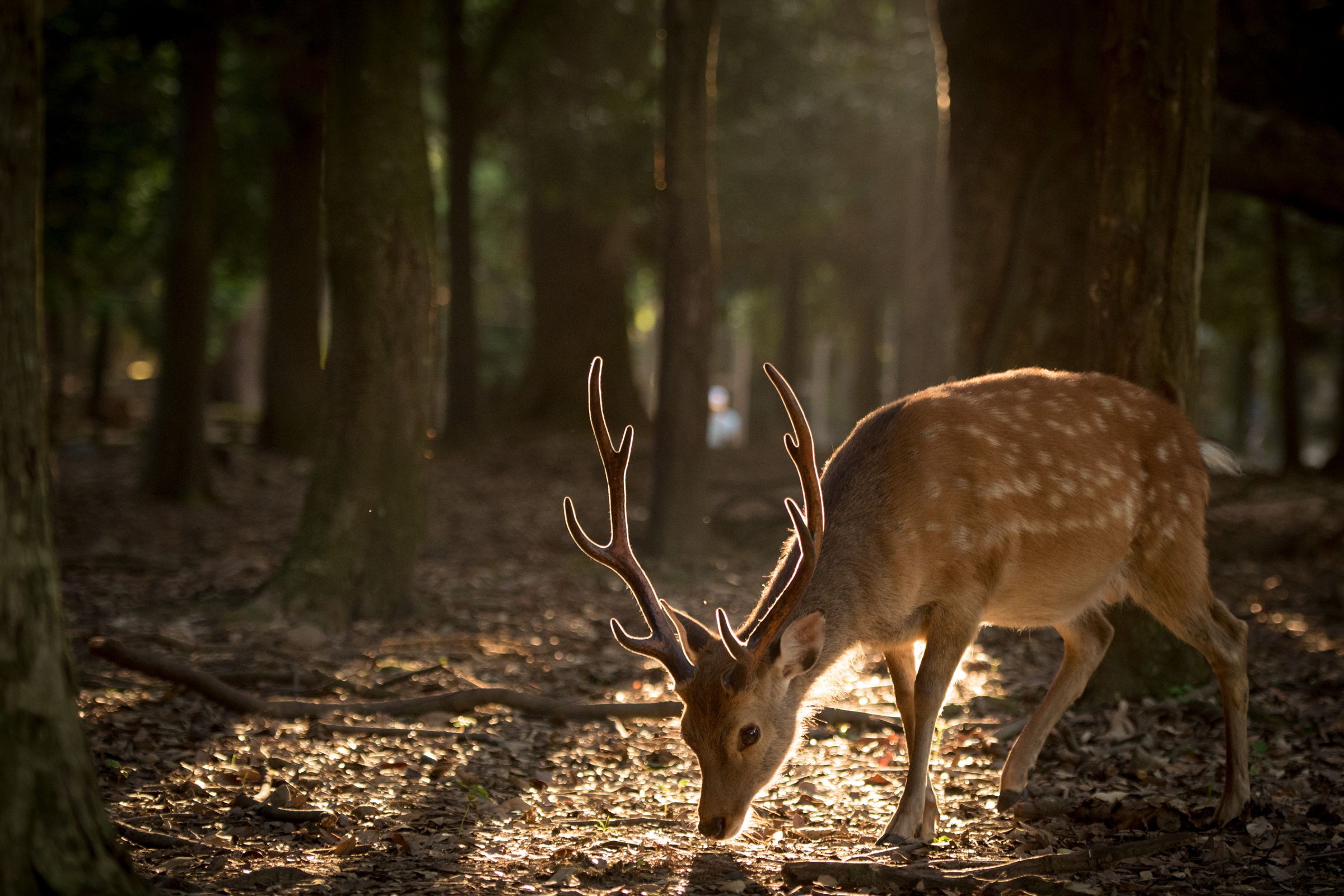 Peter Sutherland 　写真集「Buck Shots」鹿　森自然　街 8 Point Whitetail deer buck in the forest Great Smoky