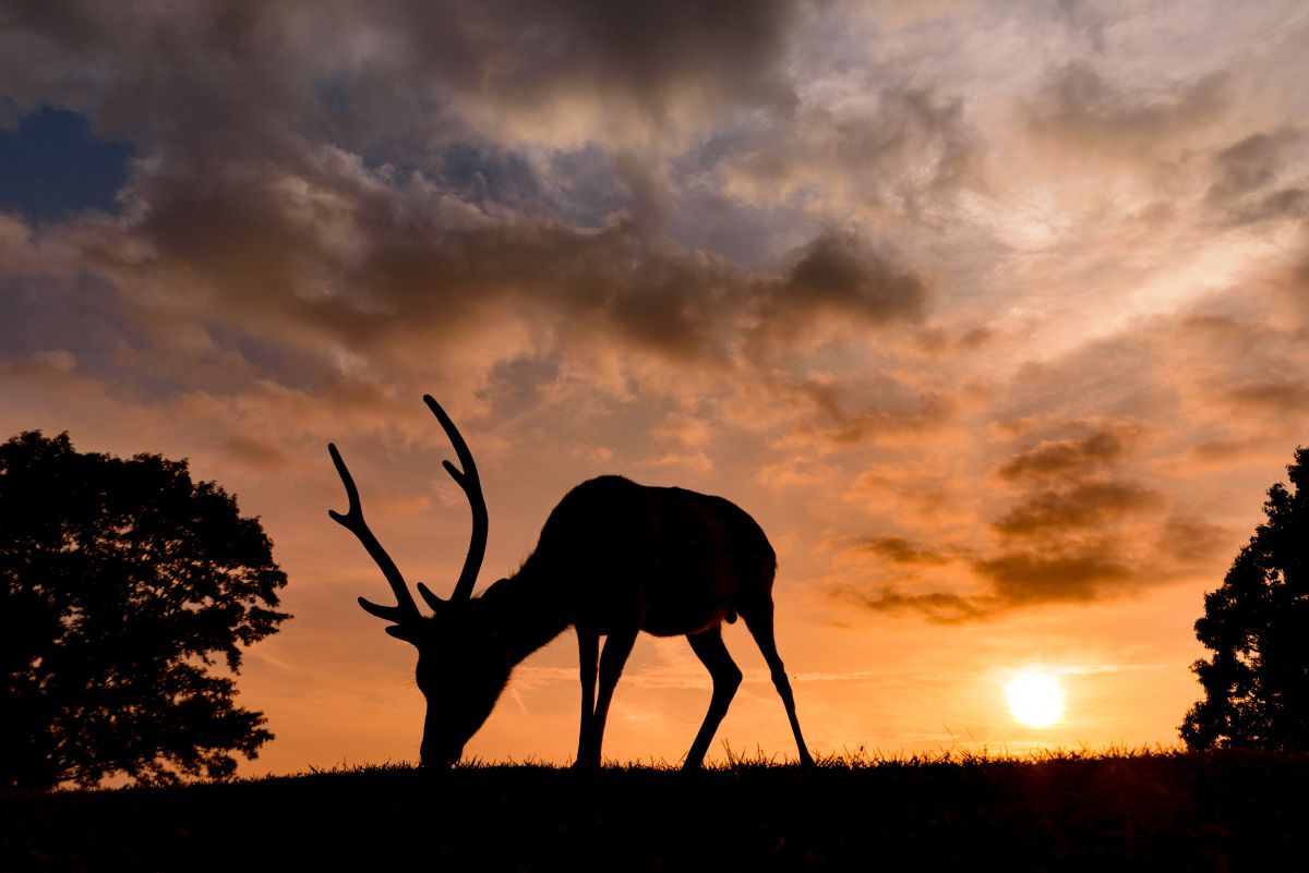 夕焼け空と鹿 自然 風景 空 雲 Ganref