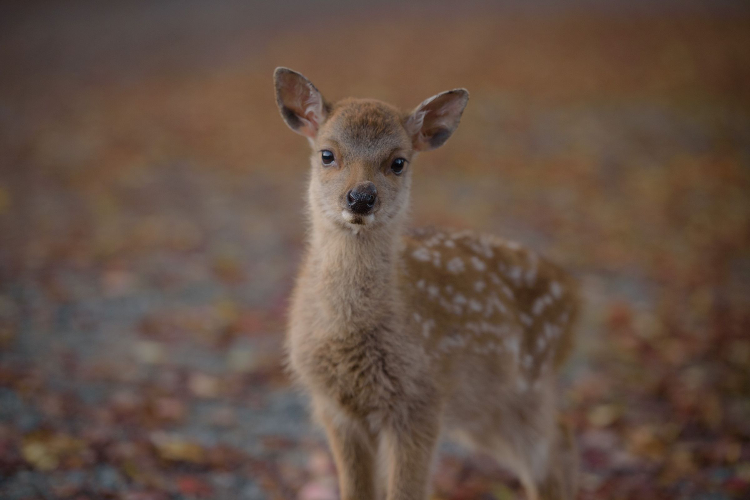 * vintage animal ❀ キュートな瞳の バンビちゃん きらめく瞳に誰もがトリコ。益若つばさプロデュースカラコン「バンビ