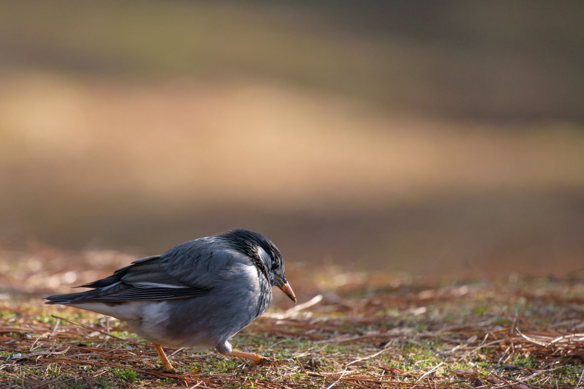 奈良公園で見かける鳥の名前Ⅱ | GANREF