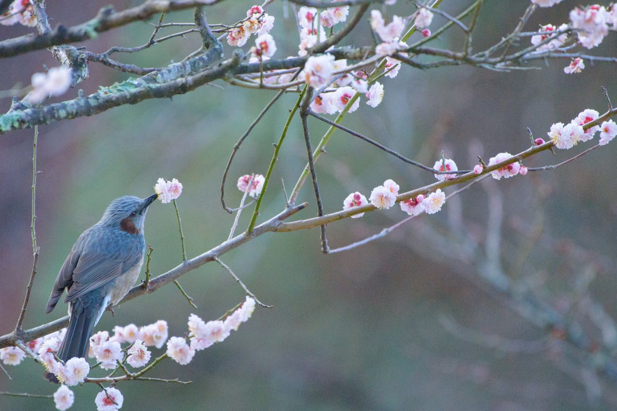 奈良公園で見かける鳥の名前Ⅱ | GANREF