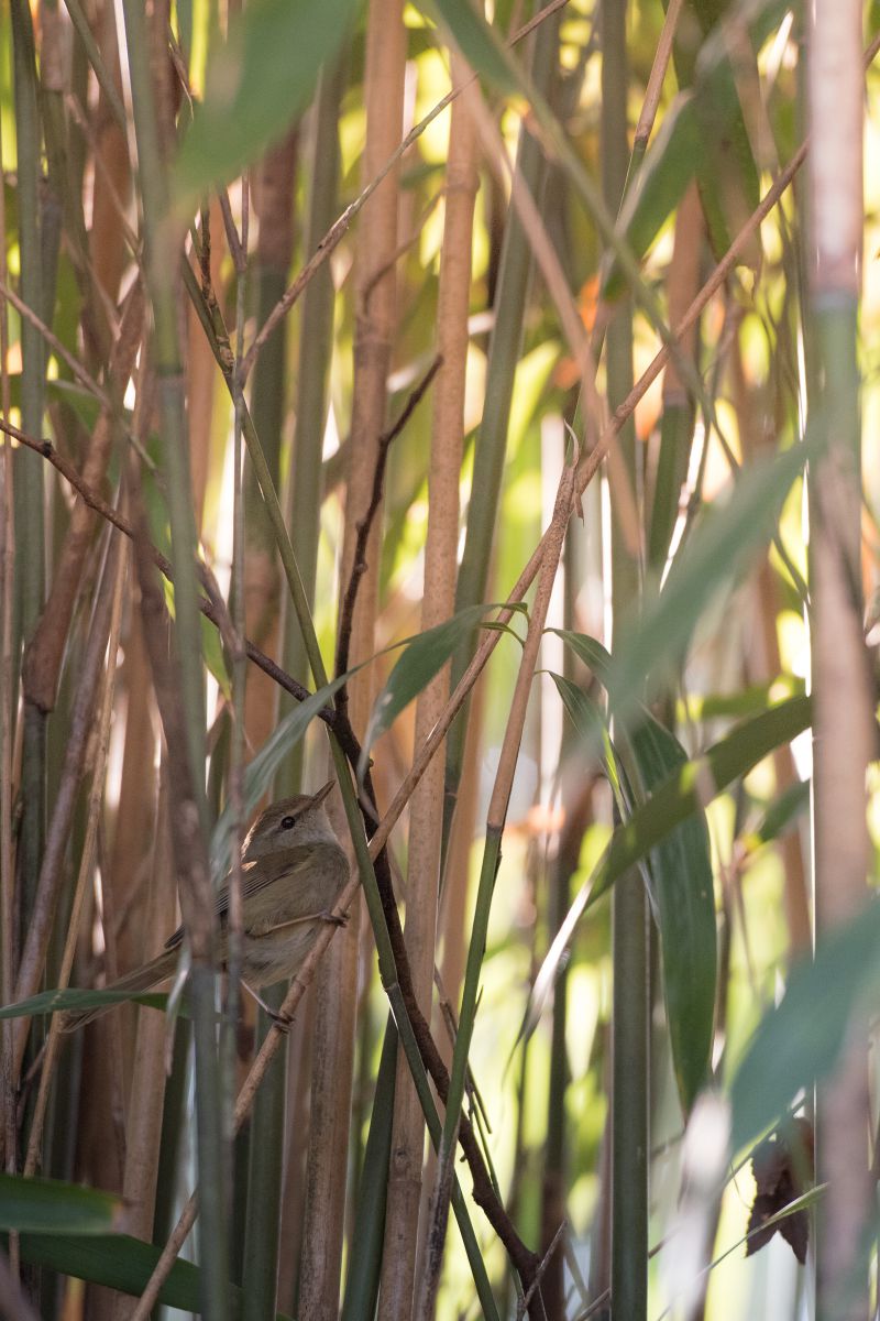 奈良公園で見かける鳥の名前Ⅱ | GANREF