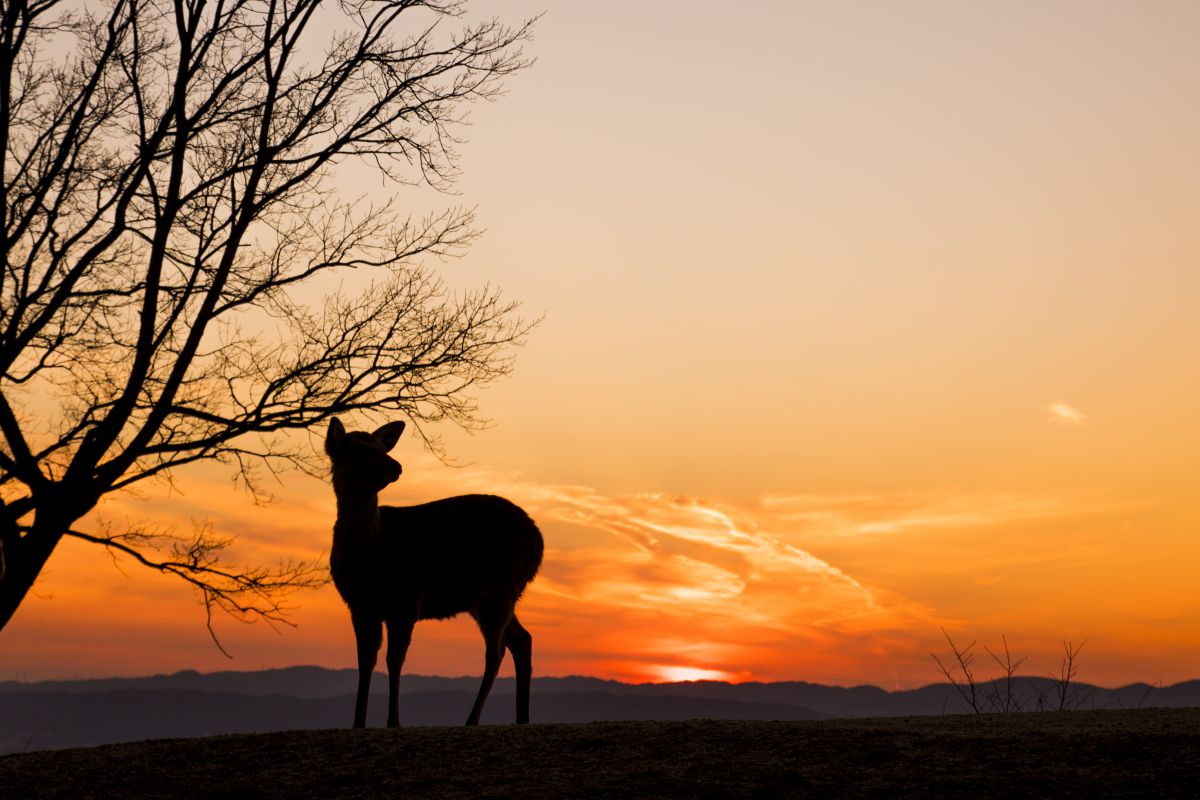 夕陽を背に 動物 その他の陸の生物 Ganref 夕陽を背に 動物 その他の陸の生物 Ganref