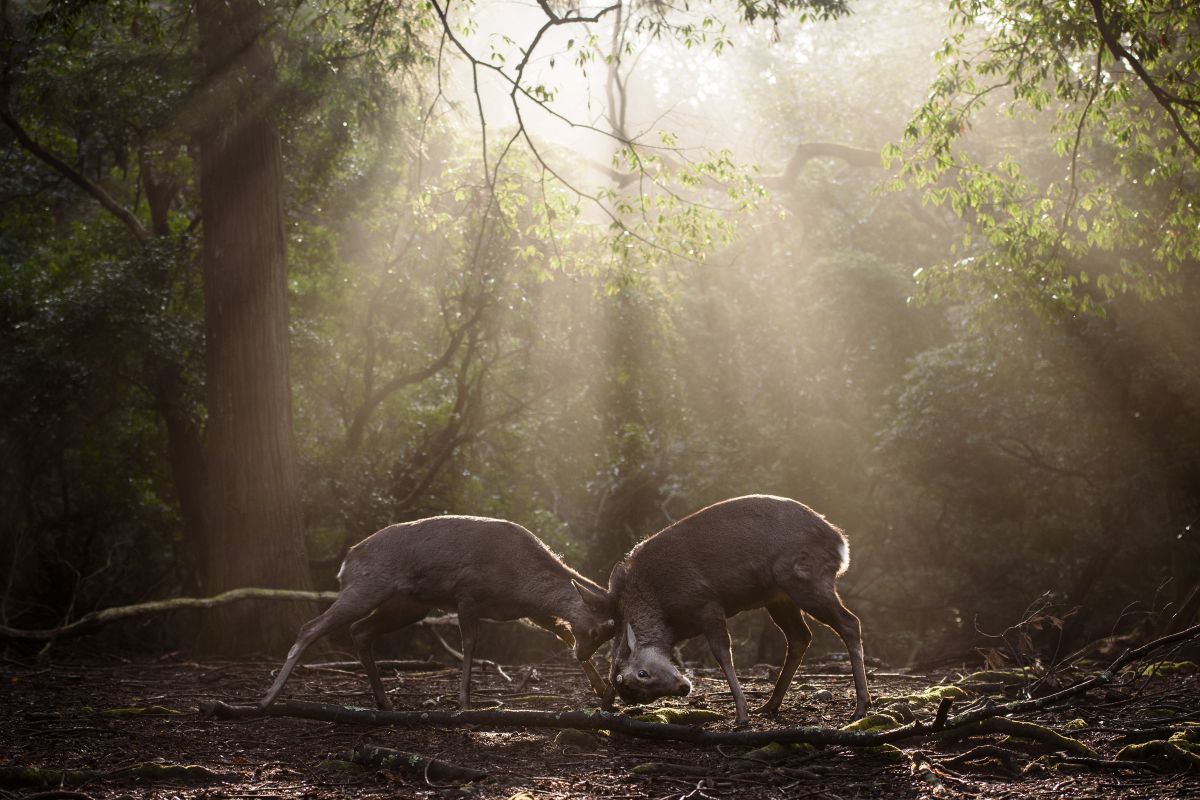 隙ありっ 動物 その他の陸の生物 Ganref