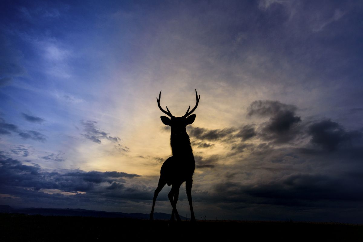 対峙 動物 その他の陸の生物 Ganref
