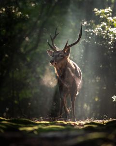 神鹿の降臨 動物 その他の陸の生物 Ganref
