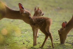 シダの森に注ぐ光 動物 その他の陸の生物 Ganref