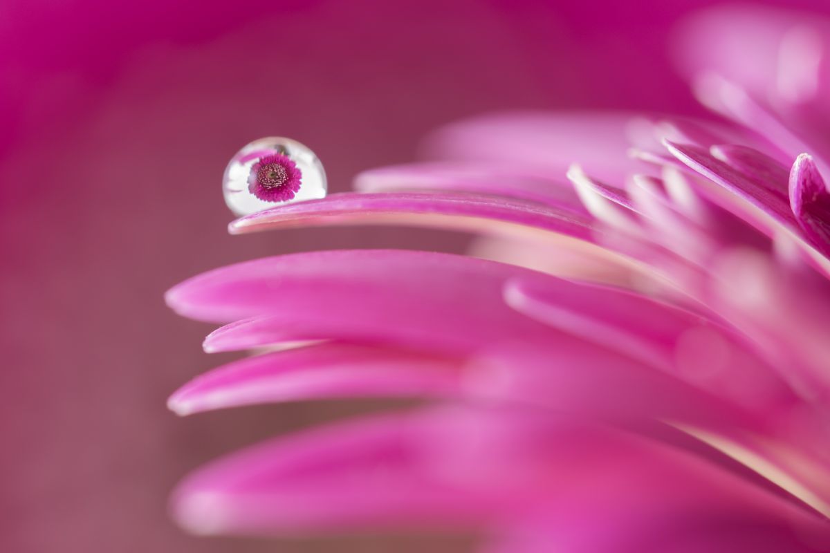 滴花 植物 花 花びら Ganref