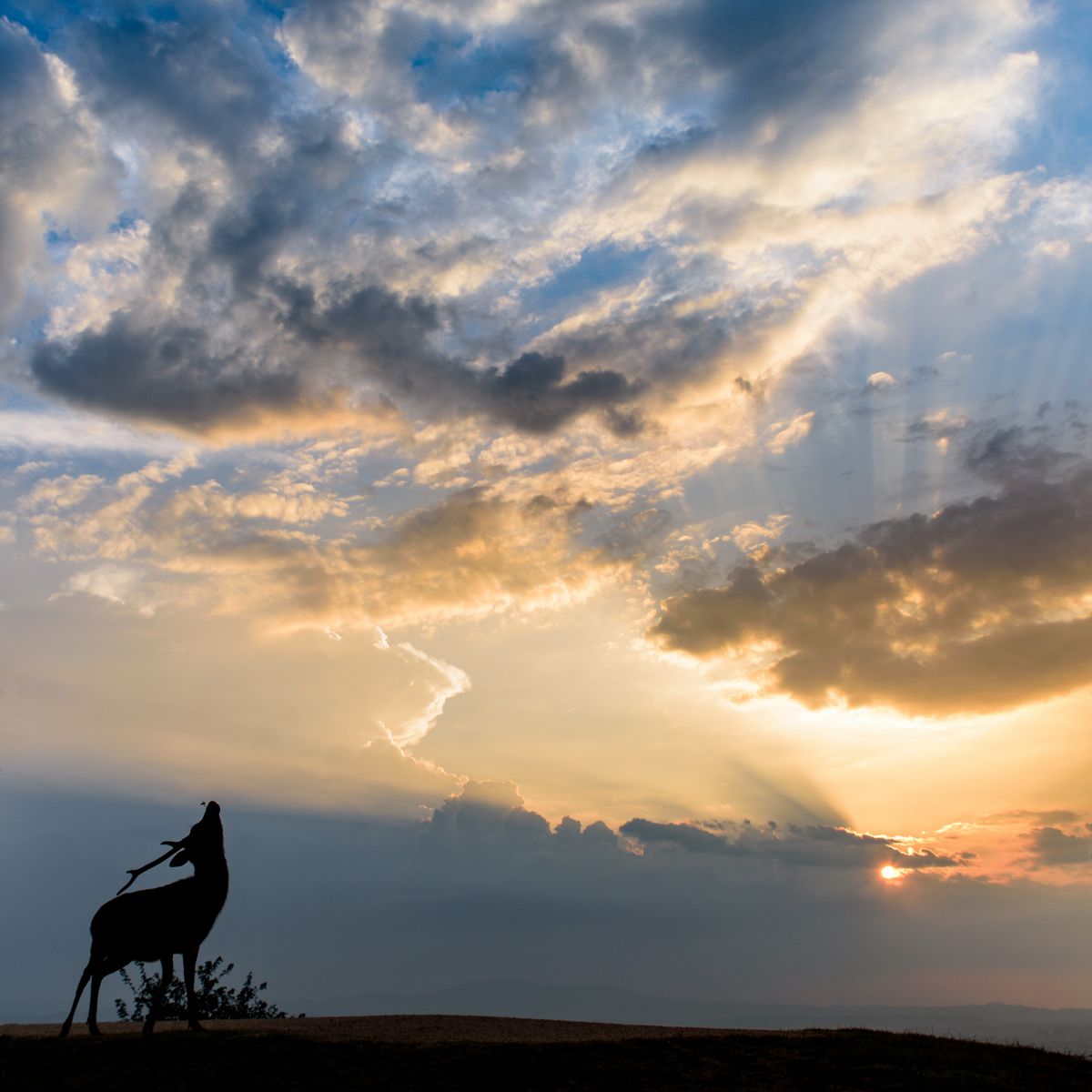 インスタバエ 動物 その他の陸の生物 Ganref
