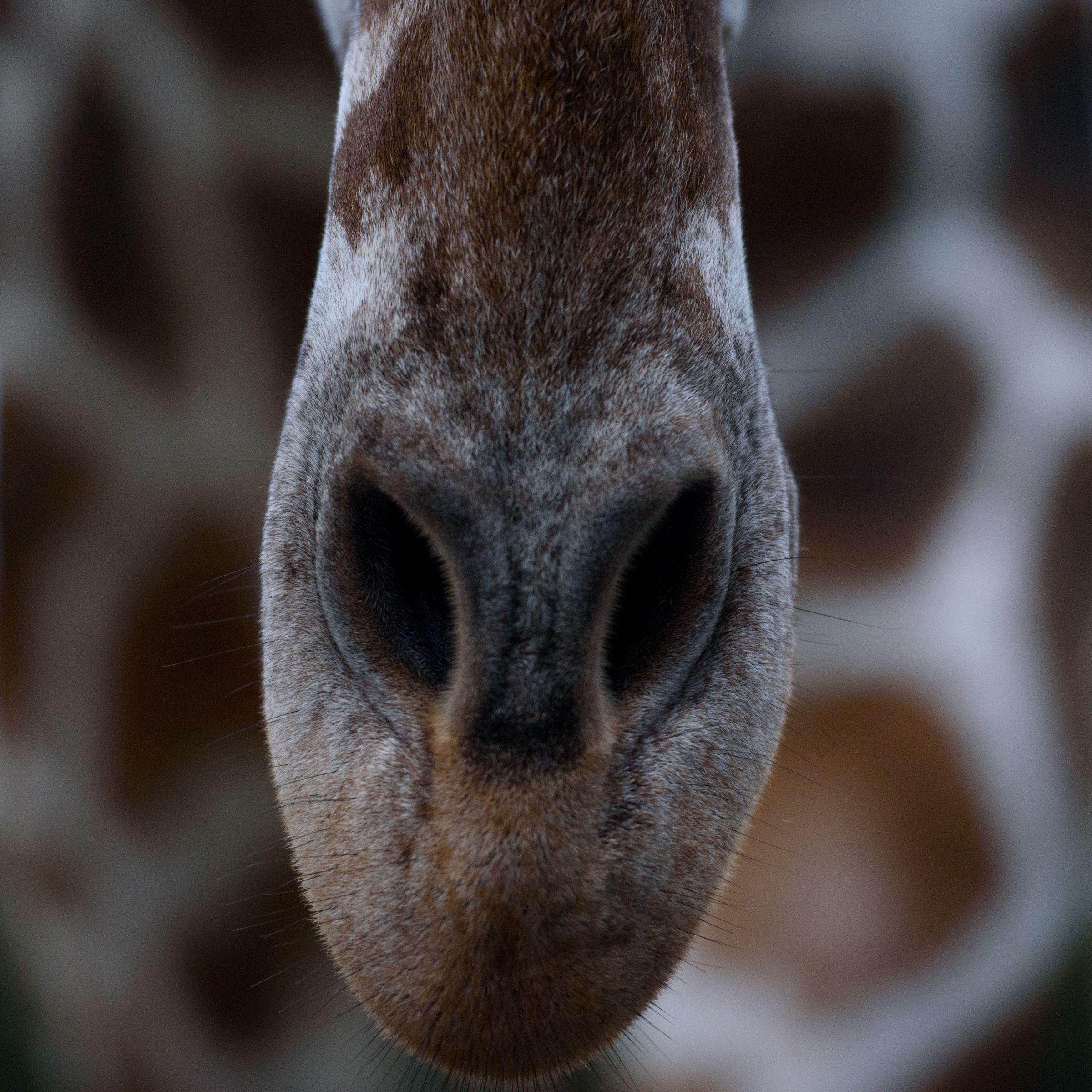 未確認生物 | GANREF