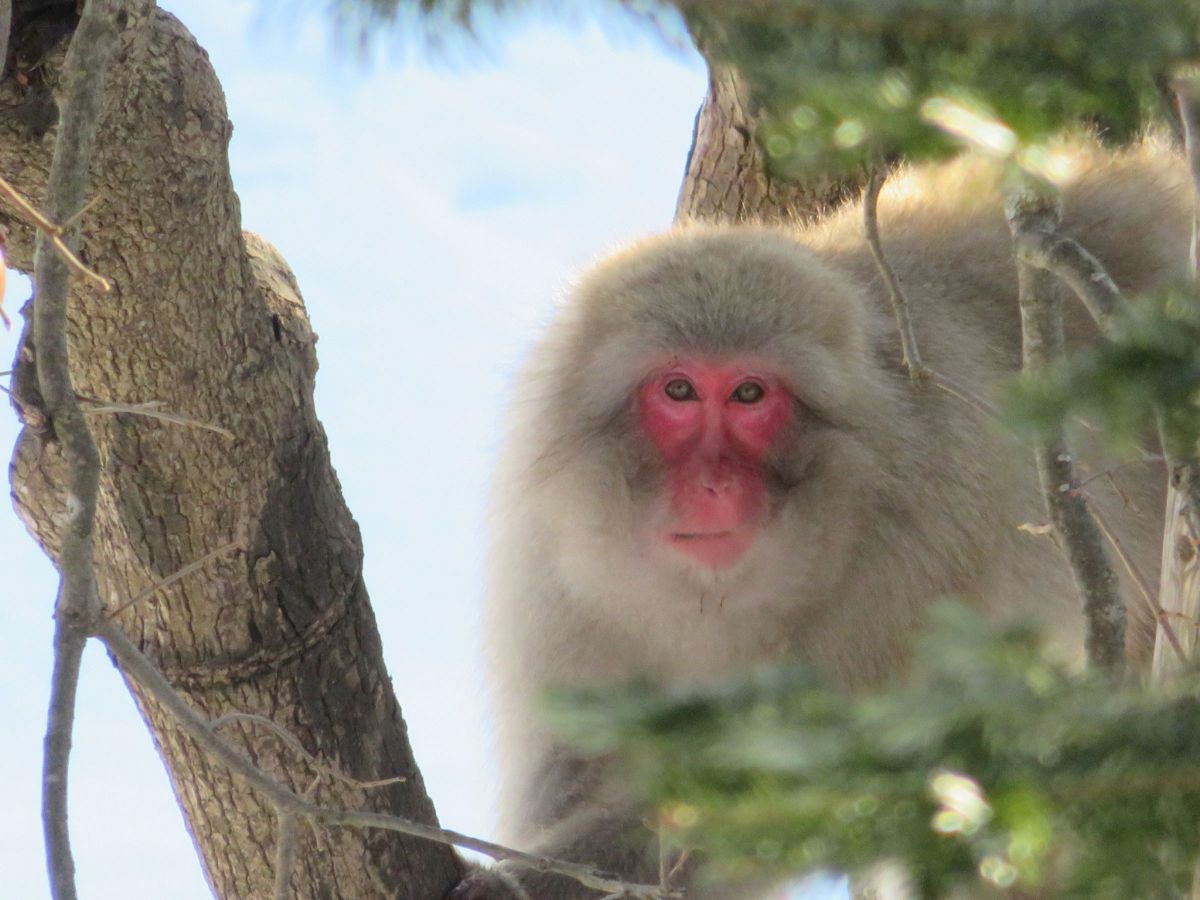 日本猿 動物 その他の陸の生物 Ganref 日本猿 動物 その他の陸の生物 Ganref
