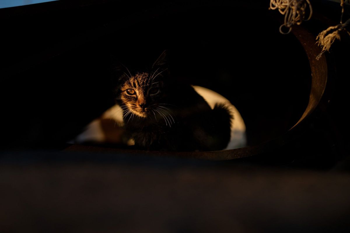 ぬくもり。 GANREF