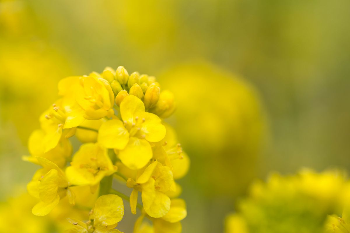 菜の花 植物 花 花びら Ganref