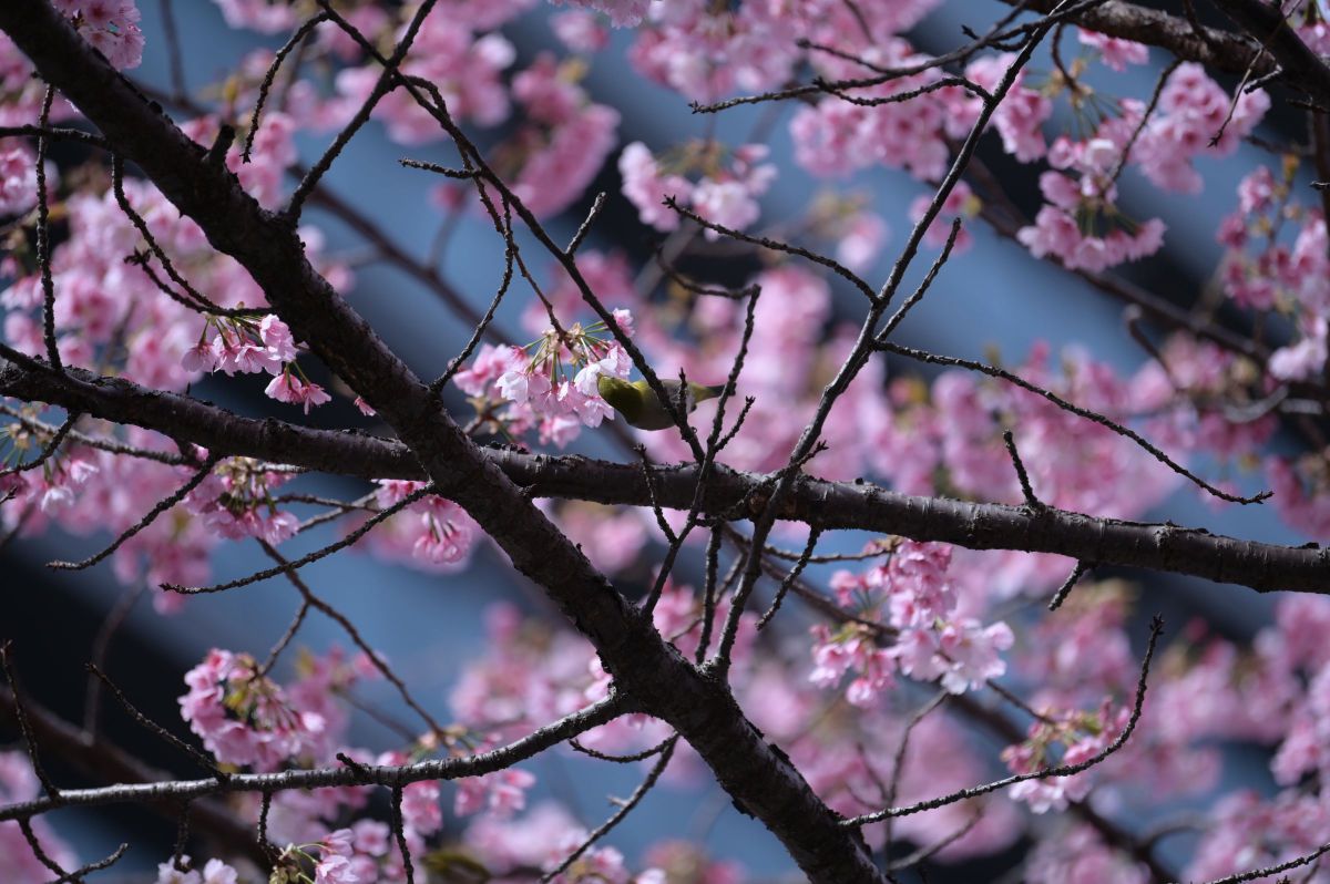 大寒桜とメジロ 動物 鳥類 Ganref
