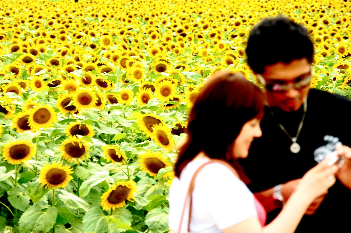 ミッド サマー ヤング ラヴ 自然 風景 高原 Ganref