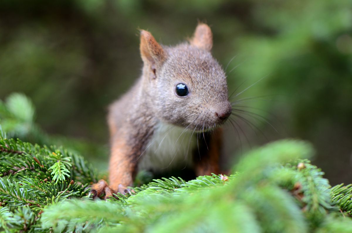 エゾリスのこども 動物 その他の陸の生物 Ganref