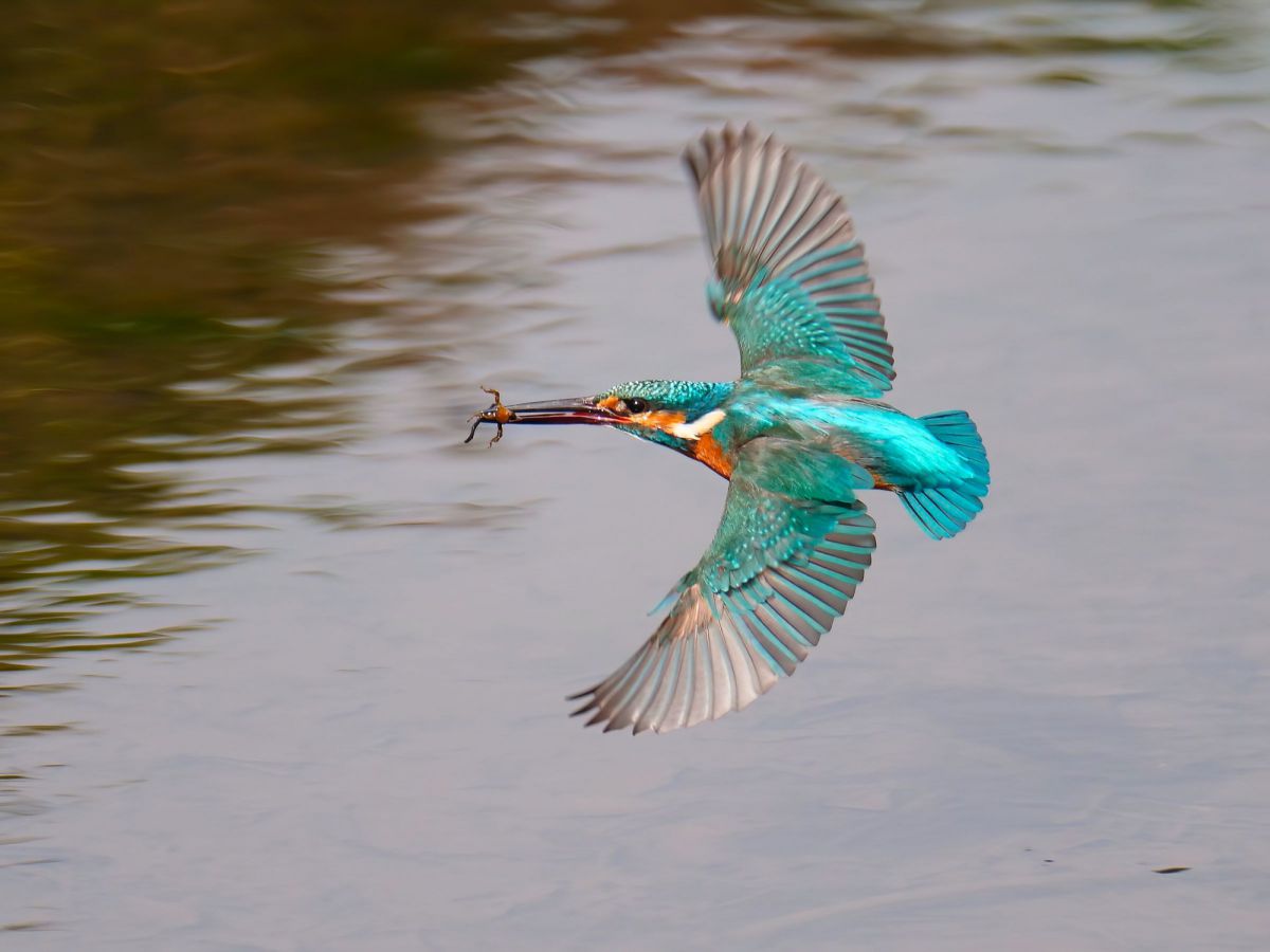 スーパーフライ 動物 鳥類 Ganref