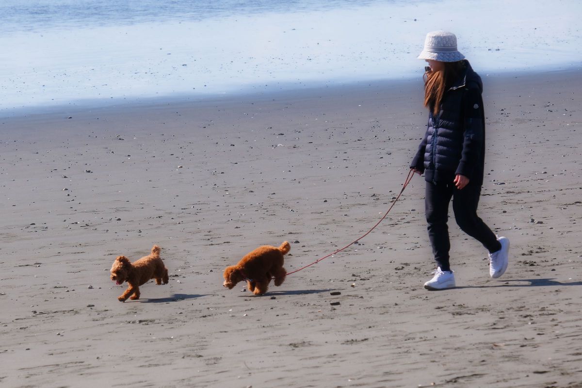 毎日のルーティン 動物 犬 Ganref