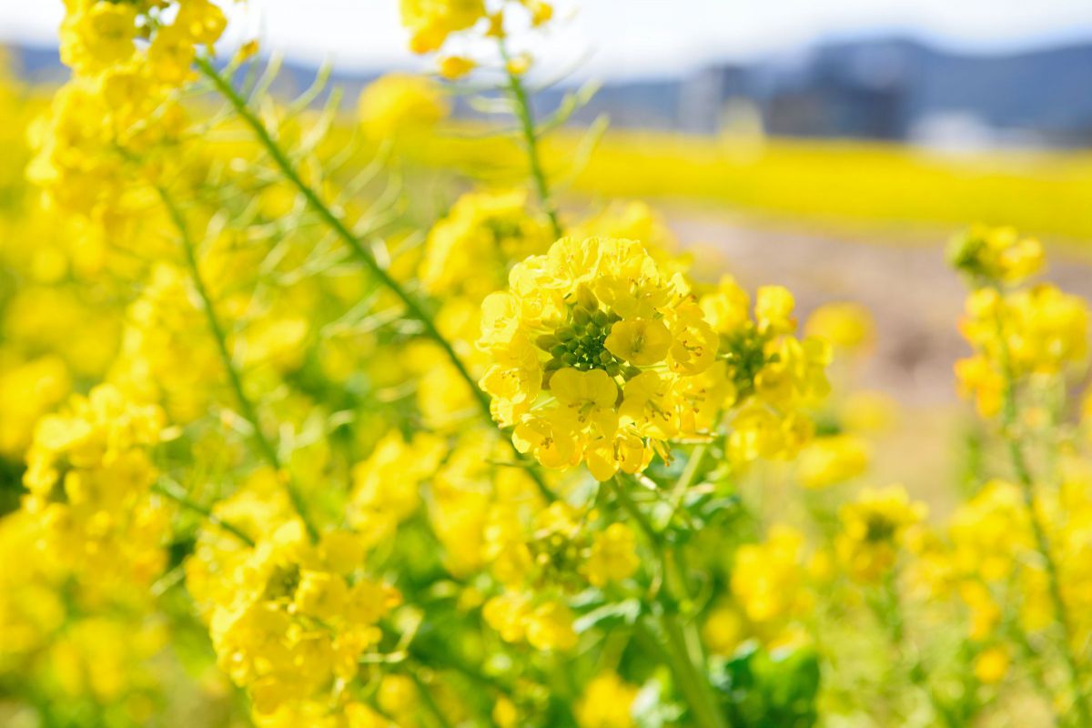菜の花畑の中の一凛 植物 花 花びら Ganref