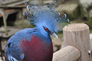 カンムリバトの剥製 ac740d8dc7ffb9237651a0cbe74189