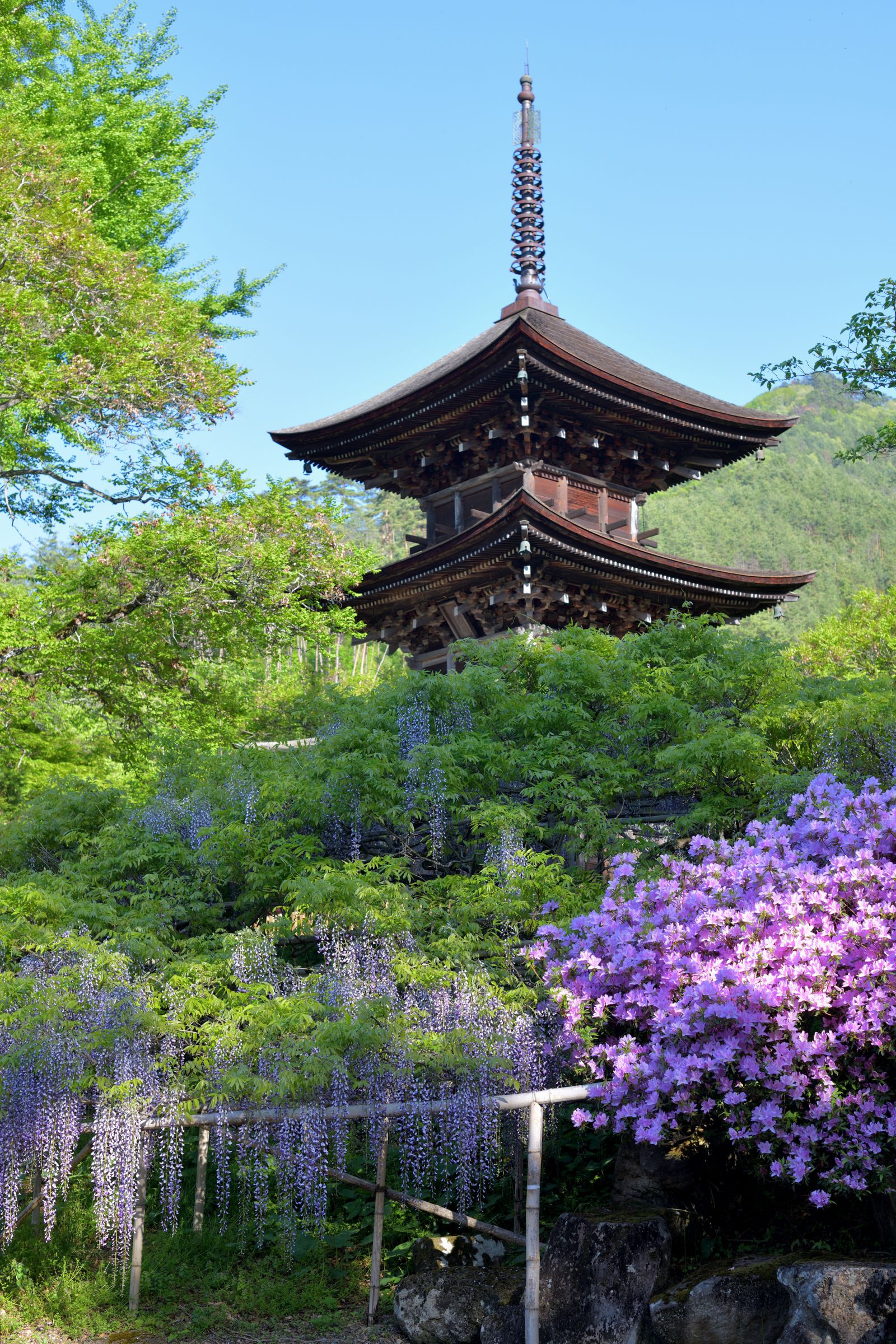 信州上田前山寺 藤とつつじの三重塔 | GANREF