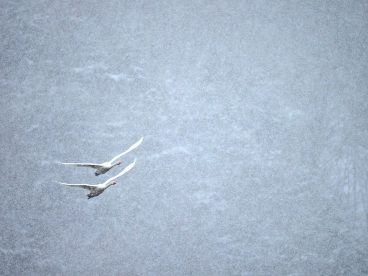 道具は使ってナンボです。～キヤノン EF-S55-250mm F4-5.6 IS | GANREF