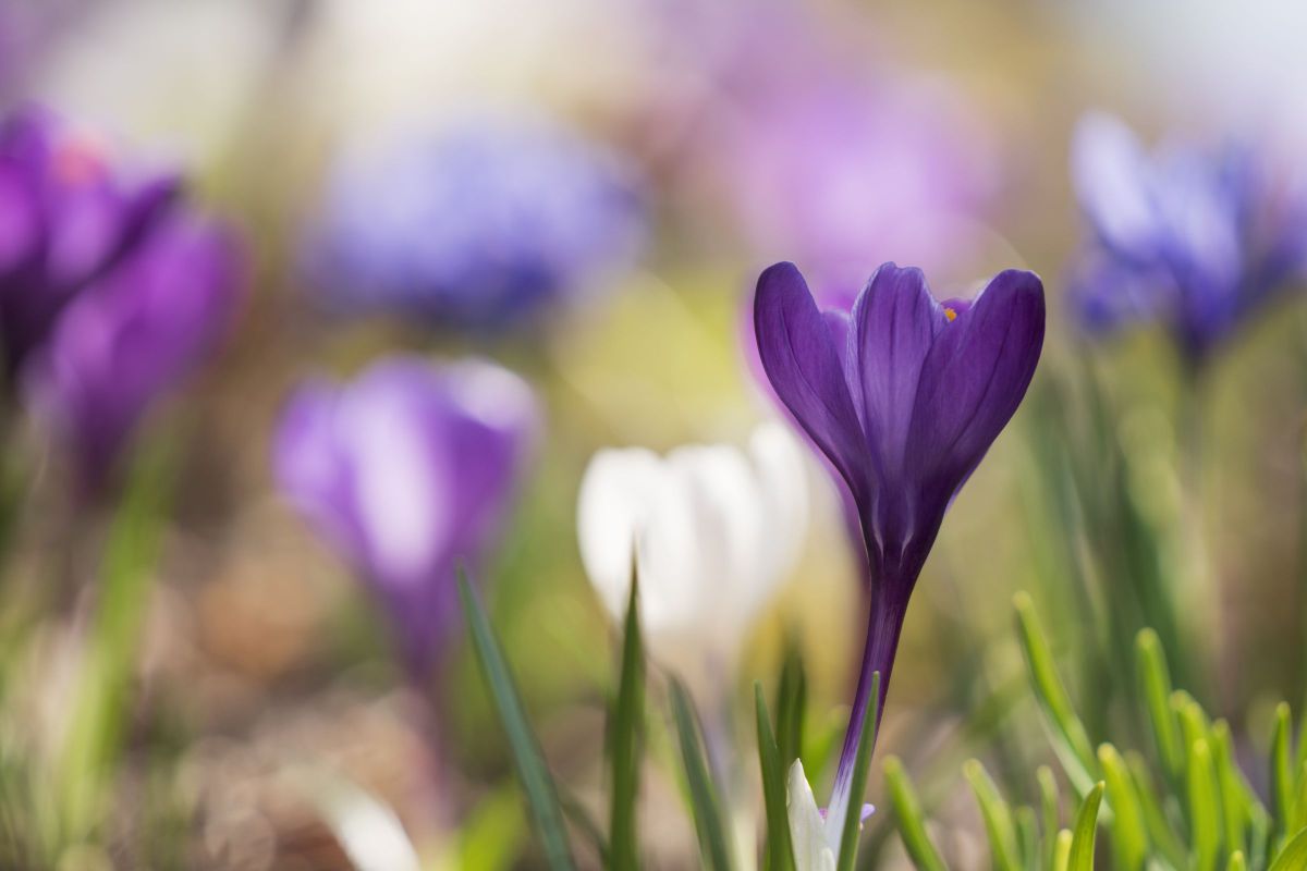 Purple Crocus | GANREF
