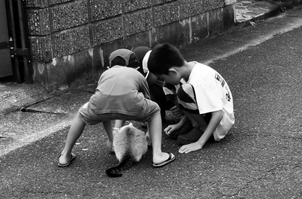 猫と子供たち 動物 猫 Ganref 猫と子供たち 動物 猫 Ganref