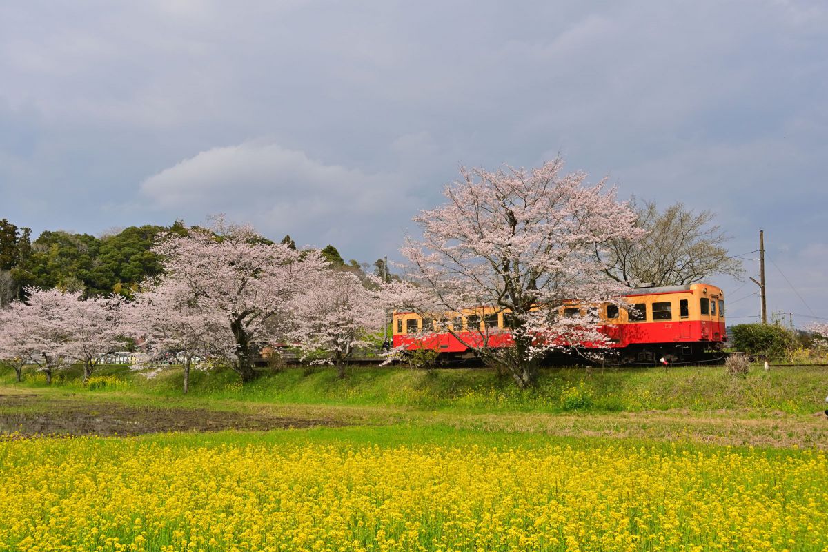 Ai AF Zoom-Nikkor 18-35mm f/3.5-4.5D IF-EDで撮影された写真 | 写真