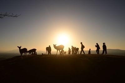 鹿と人の夕景