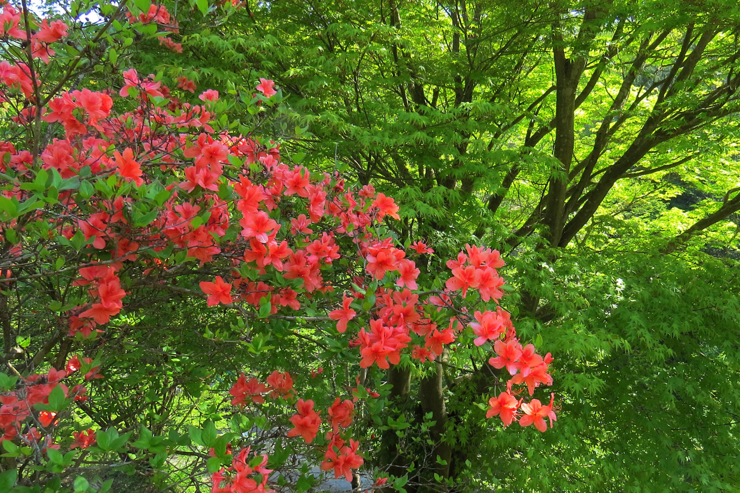 ヤマツツジ | GANREF