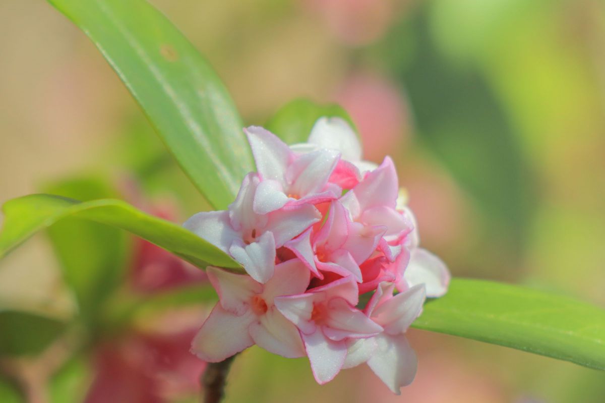 沈丁花 写真素材 [ 231862 ] 無料 - フォトライブラリー photolibrary