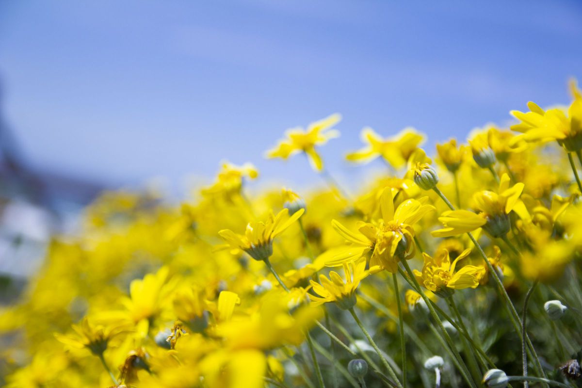 yellow | GANREF