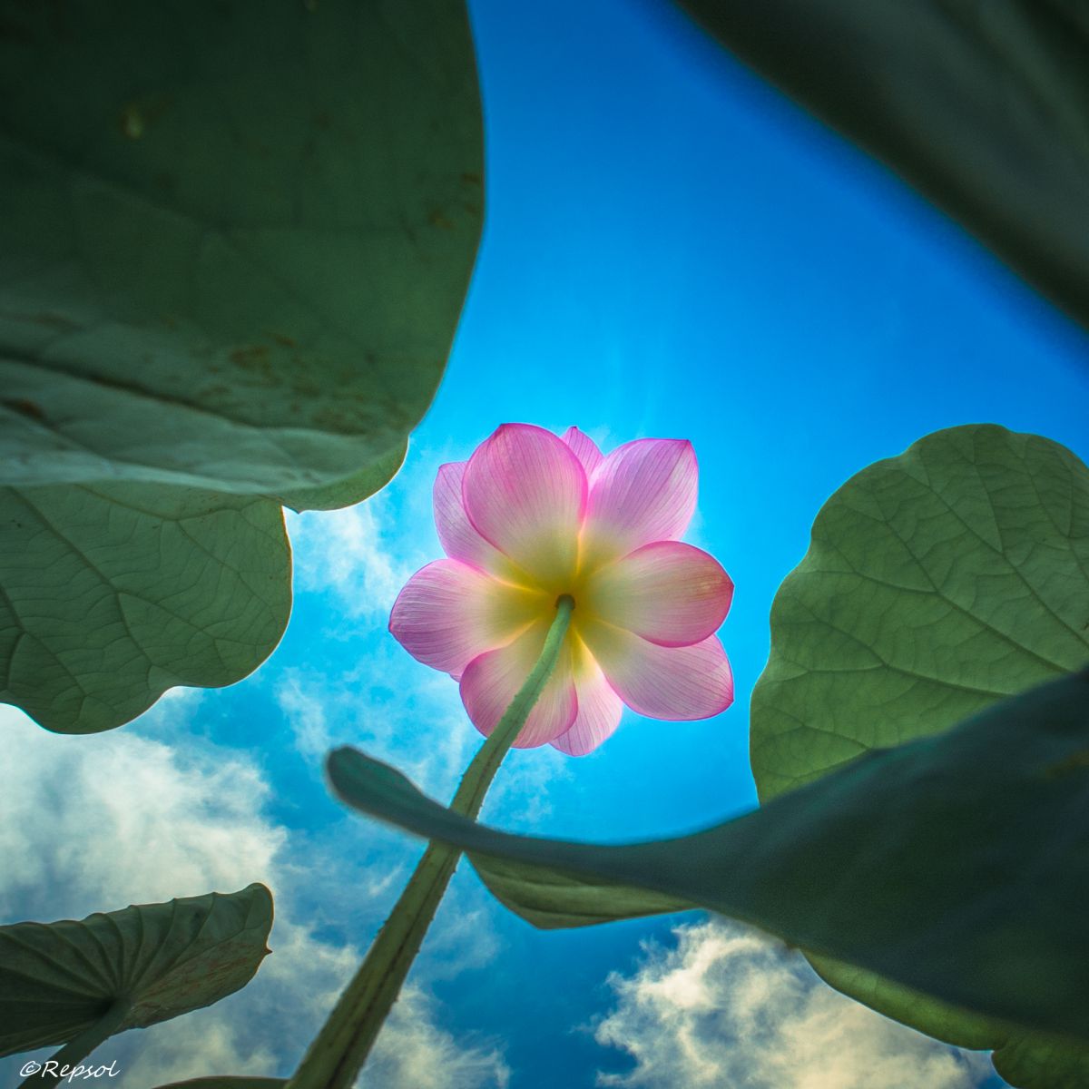 For The Heaven 天国への道 植物 花 花びら Ganref