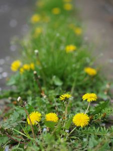 95eac85ce1b026c56c411a88e2b262