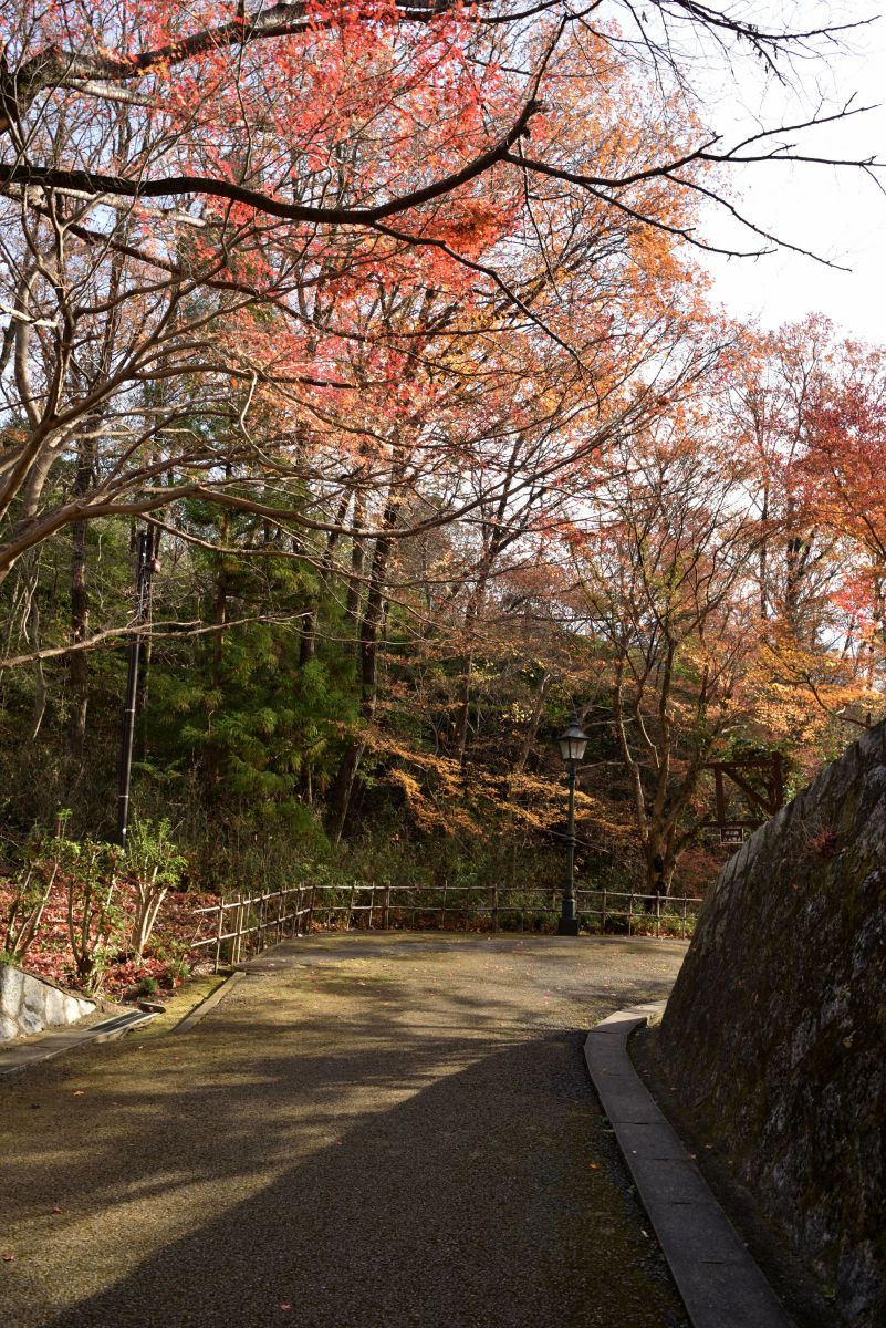 初冬に残る紅葉 | GANREF