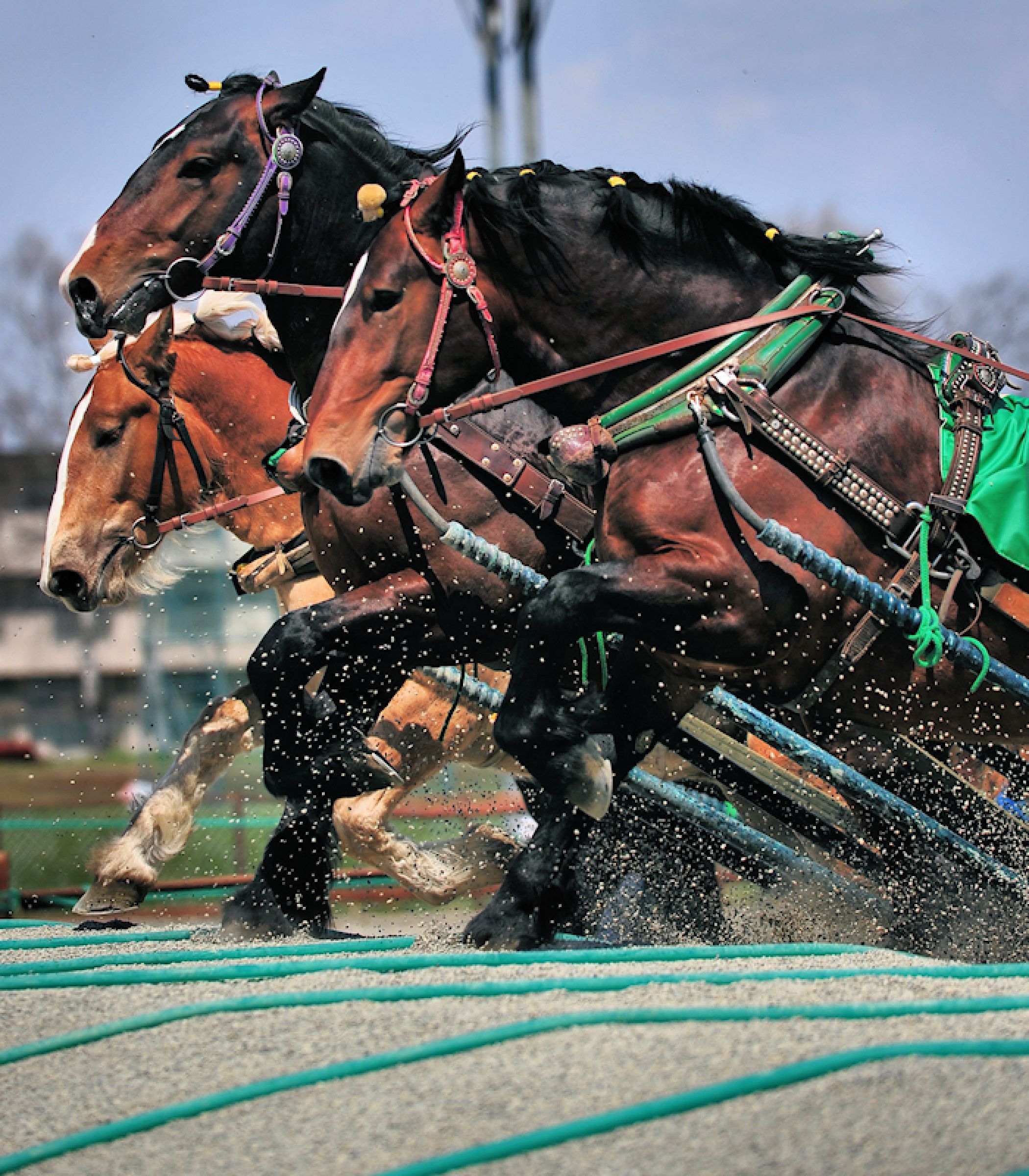 【非売品】JRA  IPAT馬券道場  ピンバッジ ピンズ コンプリート 競馬 非売品】JRA IPAT馬券道場 ピンバッジ ピンズ コンプリート 競馬