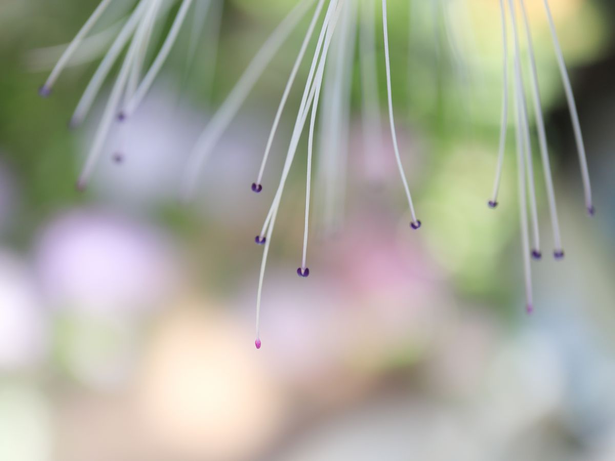 EF-M28mm F3.5 マクロ IS STMで撮影された写真 | 写真検索 | GANREF