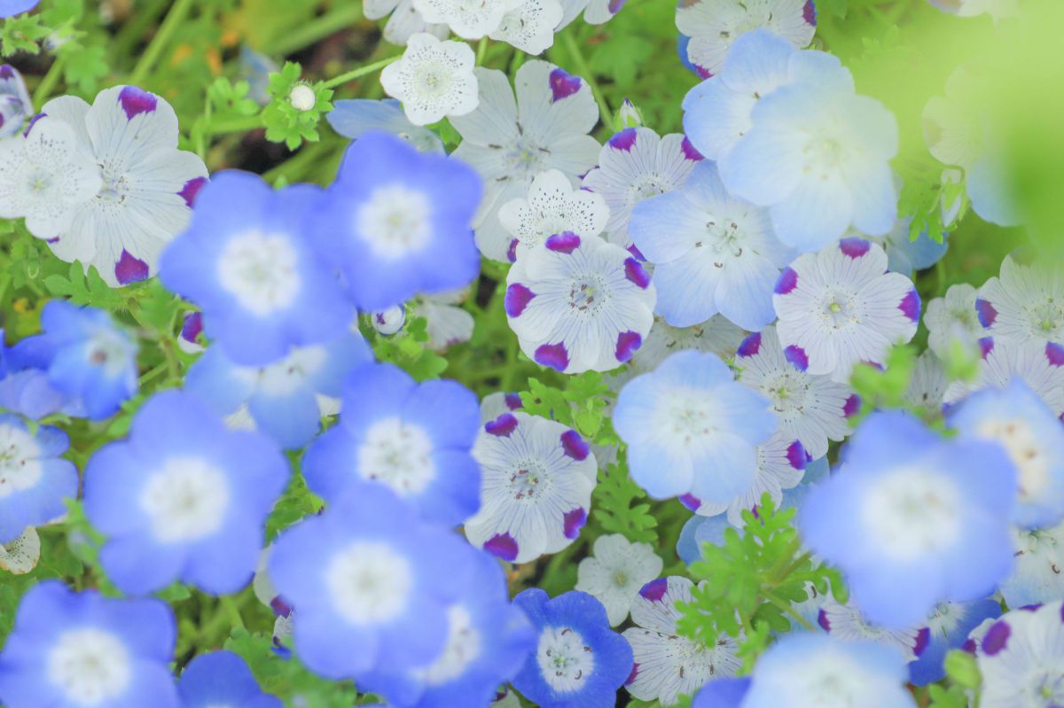 Garden peace | GANREF