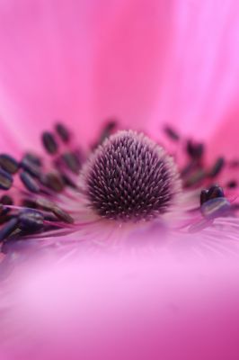 みんなが撮影したアネモネの写真 Ganref