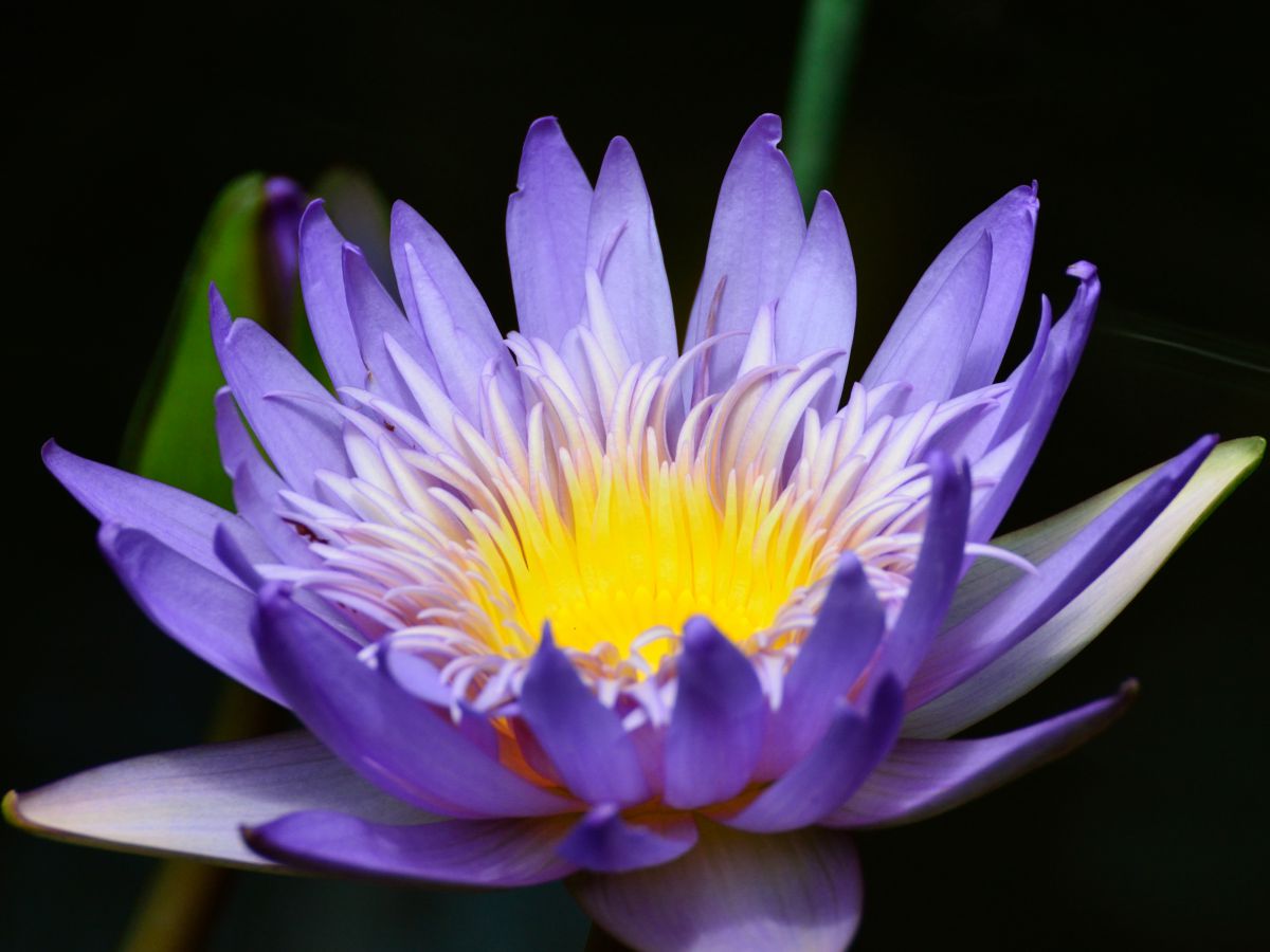 熱帯性睡蓮 植物 花 花びら Ganref