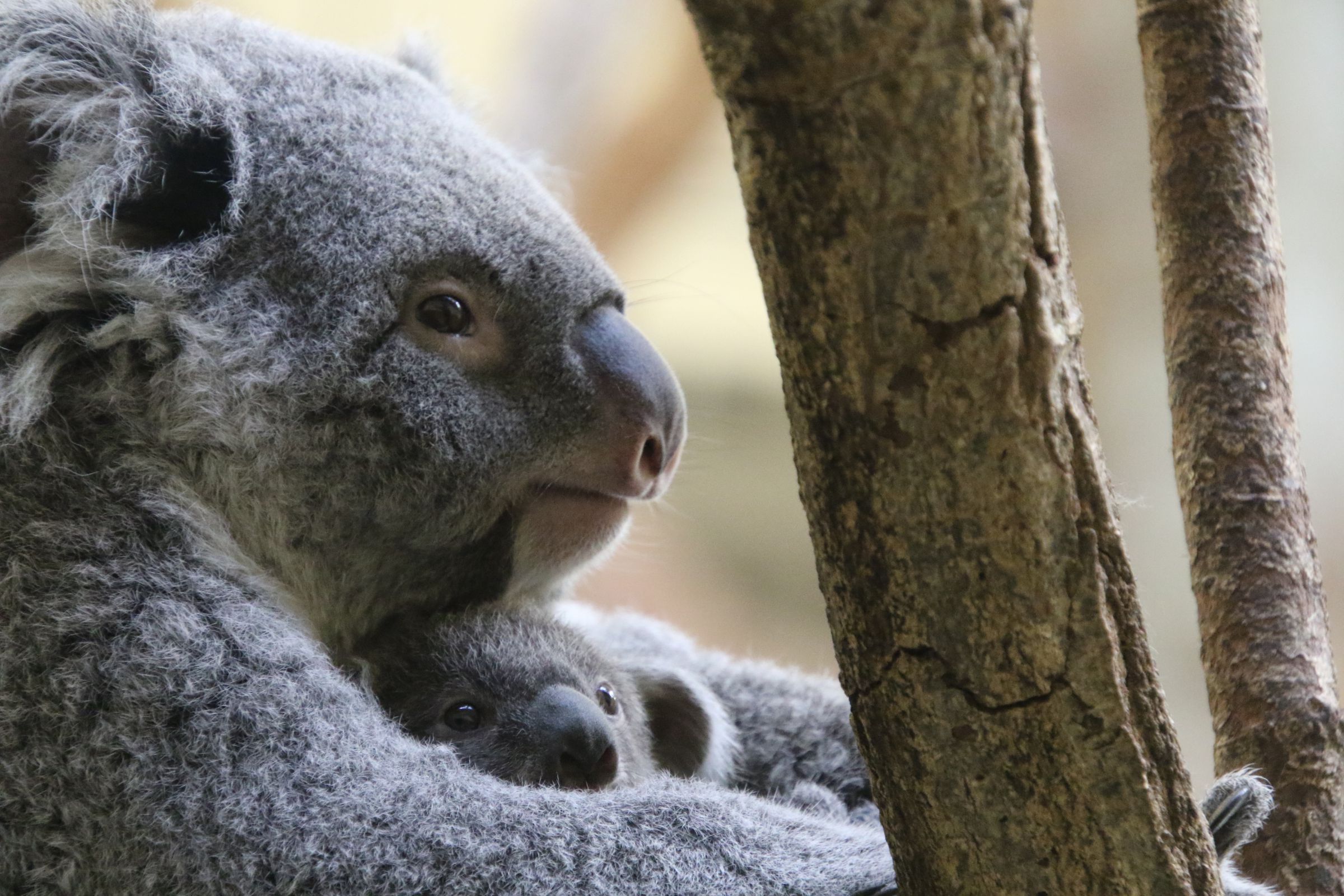 コアラ親子 | GANREF